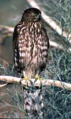 Cooper's Hawk