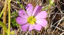 Plymouth Gentian