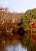 YCT 54 acre CR protects Hospital Bog's autumn color..