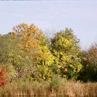 YCT 54 acre CR protects Hospital Bog's autumn color.