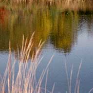 YCT 54 acre CR protects Hospital Bog's autumn color.