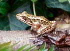 Pickerel Frog